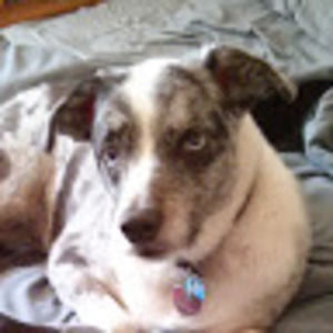 Meet your Posher, Wayne dean